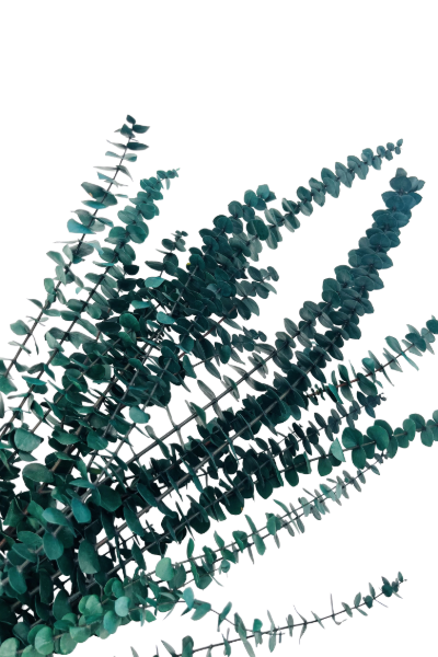 Washed Green Preserved Eucalyptus Closeup | Suncoast Botanicals