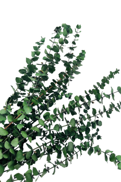 Washed Kiwi Preserved Eucalyptus - Closeup | Suncoast Botanicals