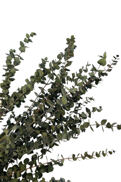 Washed Olive Preserved Eucalyptus Closeup | Suncoast Botanicals