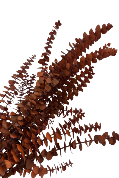 Washed Orange Preserved Eucalyptus Closeup | Suncoast Botanicals
