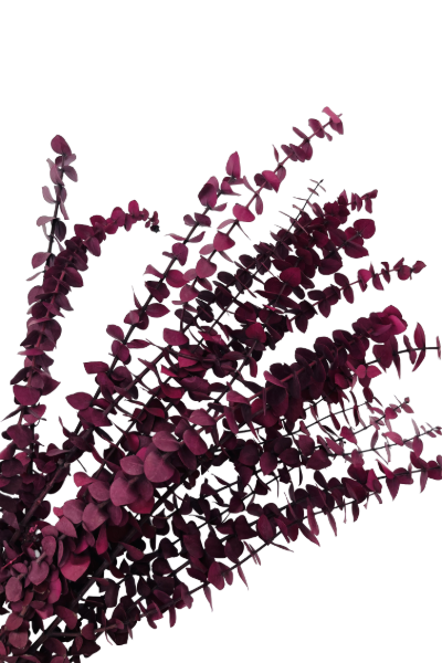Washed Pink Preserved Eucalyptus Closeup | Suncoast Botanicals