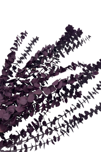 Washed Purple Preserved Eucalyptus - Closeup | Suncoast Botanicals