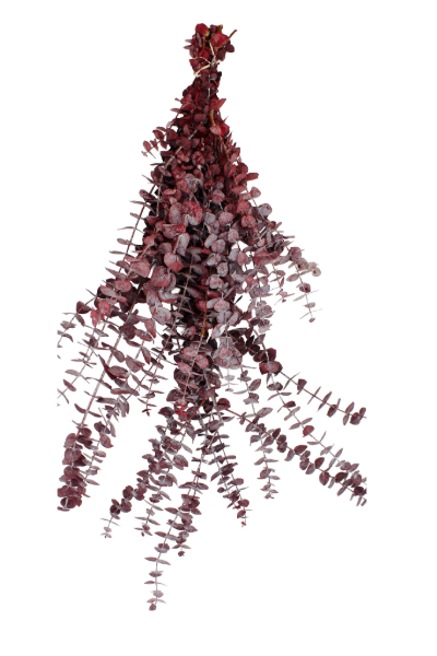 Frosted Red Preserved Eucalyptus | Suncoast Botanicals
