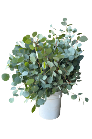 Fresh Silver Dollar Eucalyptus | Suncoast Botanicals