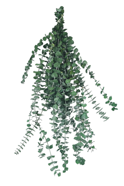 Frosted Kiwi Preserved Eucalyptus | Suncoast Botanicals