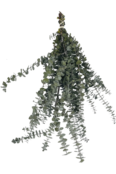 Frosted Olive Preserved Eucalyptus | Suncoast Botanicals