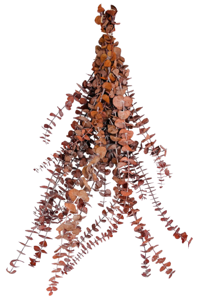 Frosted Orange Preserved Eucalyptus | Suncoast Botanicals