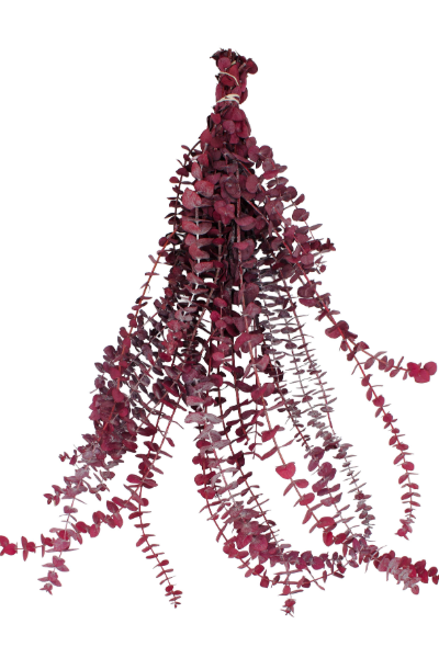 Frosted Pink Preserved Eucalyptus | Suncoast Botanicals