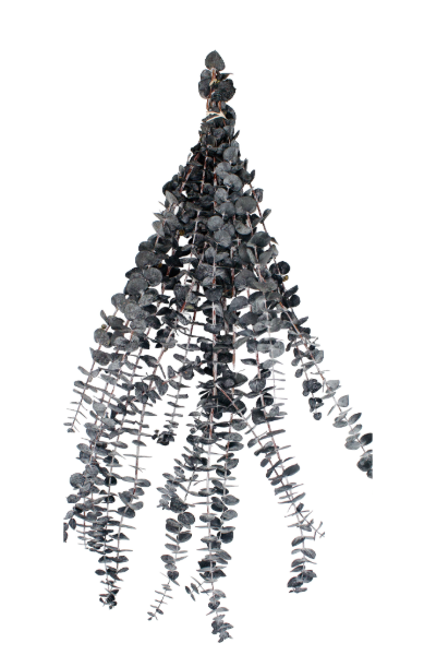Frosted Black Preserved Eucalyptus | Suncoast Botanicals