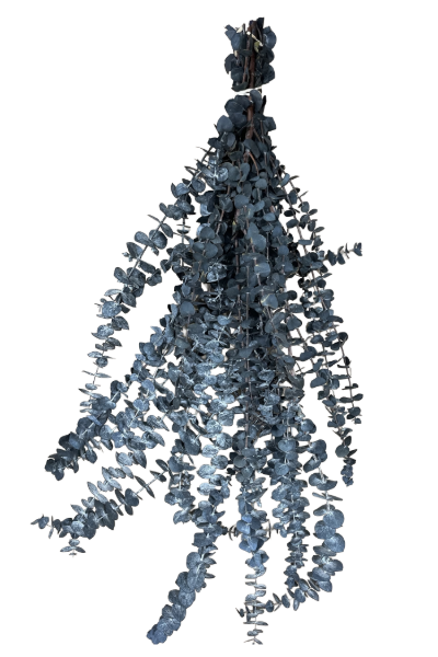 Frosted Blue Preserved Eucalyptus | Suncoast Botanicals
