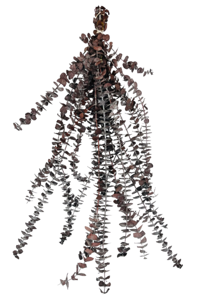 Frosted Brown Preserved Eucalyptus | Suncoast Botanicals