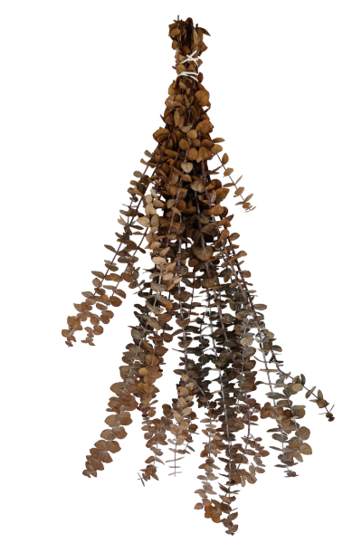 Frosted Camel Preserved Eucalyptus | Suncoast Botanicals
