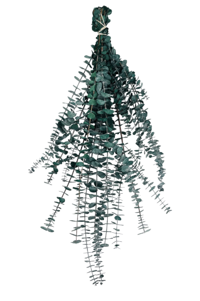 Frosted Green Preserved Eucalyptus | Suncoast Botanicals
