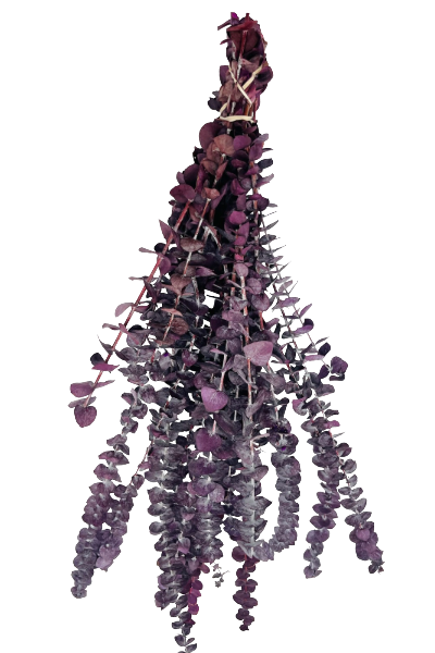 Frosted Purple Preserved Eucalyptus | Suncoast Botanicals