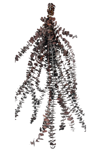 Frosted Brown Preserved Eucalyptus | Suncoast Botanicals