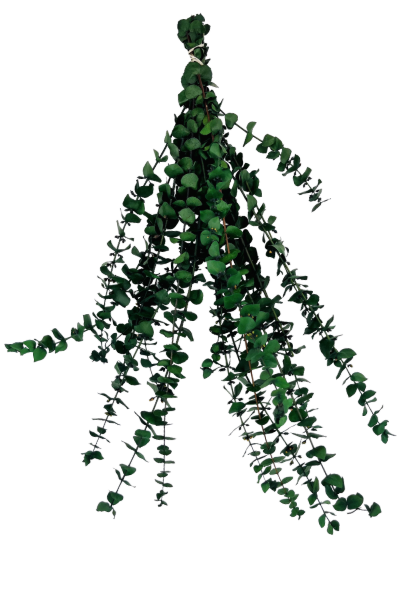 Washed Kiwi Preserved Eucalyptus | Suncoast Botanicals