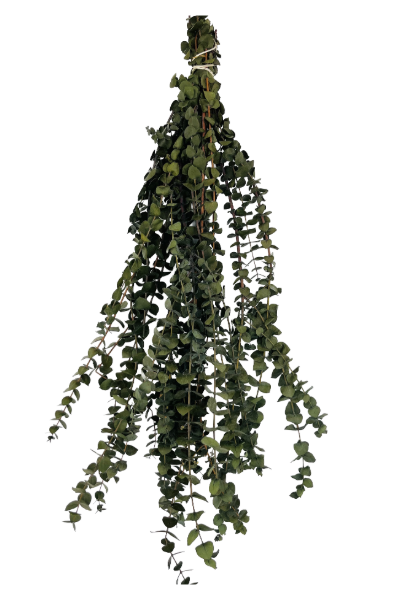 Washed Olive Preserved Eucalyptus | Suncoast Botanicals