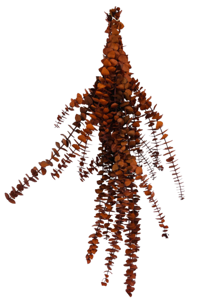 Washed Orange Preserved Eucalyptus | Suncoast Botanicals