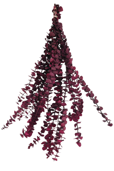 Washed Pink Preserved Eucalyptus | Suncoast Botanicals