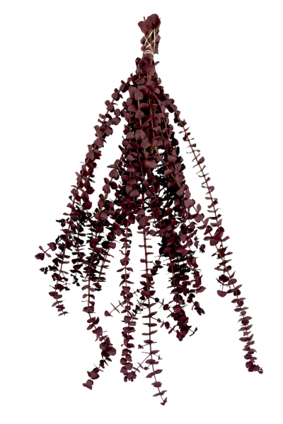 Washed Red Preserved Eucalyptus | Suncoast Botanicals
