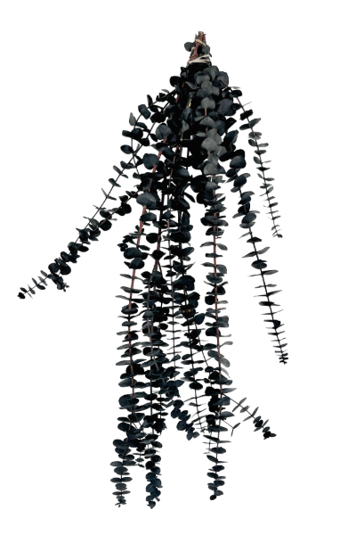 Washed Black Preserved Eucalyptus | Suncoast Botanicals