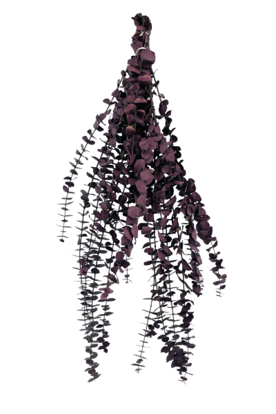 Washed Purple Preserved Eucalyptus | Suncoast Botanicals