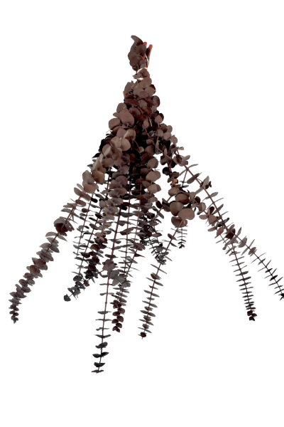 Washed Brown Preserved Eucalyptus | Suncoast Botanicals