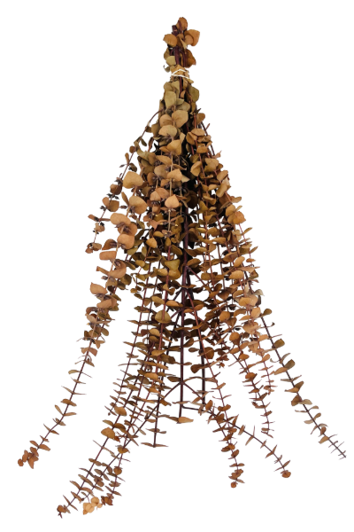 Washed Camel Preserved Eucalyptus | Suncoast Botanicals