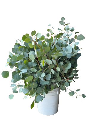Fresh Silver Dollar Eucalyptus | Suncoast Botanicals Fresh Silver Dollar Eucalyptus | Suncoast Botanicals