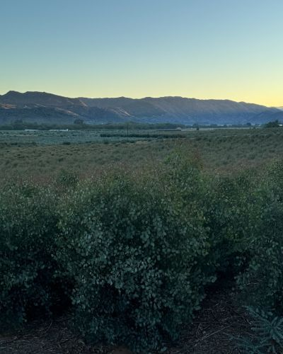 Eucalyptus Field at Dawn | Suncoast Botanicals
