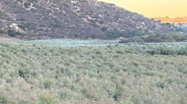 Eucalyptus Fields with Sunrise in Escondido, CA | Suncoast Botanicals