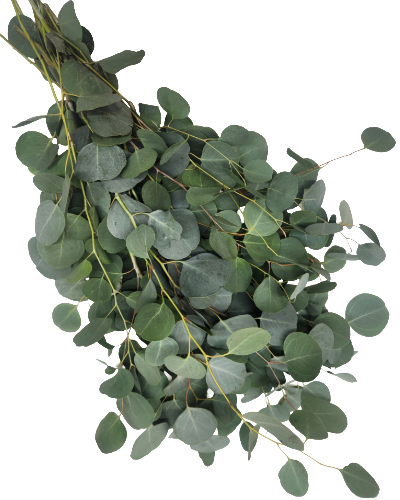 Silver Dollar Blue Box Eucalyptus Baueriana | Suncoast