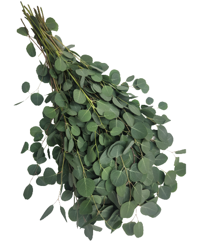 Silver Dollar Diamond Eucalyptus Polyanthemos | Suncoast Botanicals