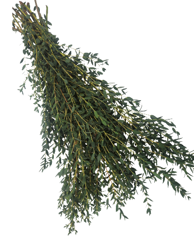 Kybean Gum Eucalyptus Parvifolia | Suncoast Botanicals