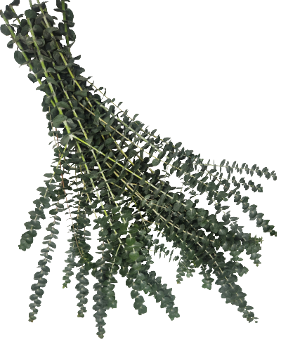 Baby Blue Eucalyptus Pulverulenta | Suncoast Botanicals