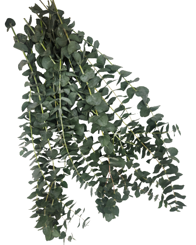 True Blue Eucalyptus Globulus | Suncoast Botanicals