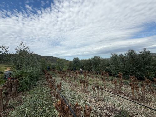 Harvesting Silver Dollar Eucalyptus | Suncoast Botanicals