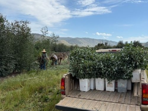 Harvesting Silver Dollar Eucalyptus in Buckets | Suncoast Botanicals