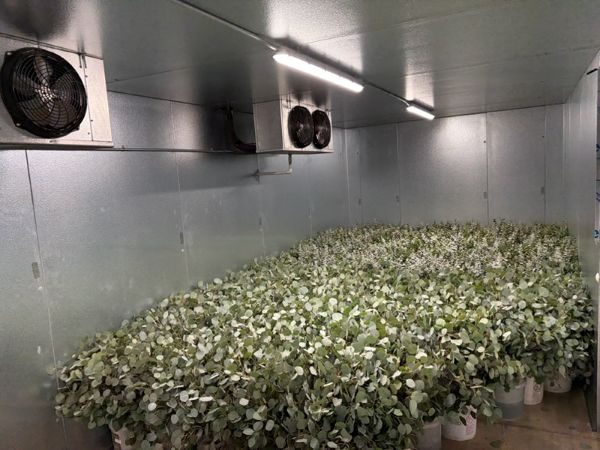 Eucalyptus Shipped Fresh | Suncoast Botanicals
