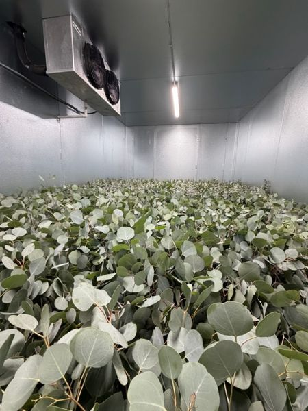 Eucalyptus Delivered Fresh | Suncoast Botanicals