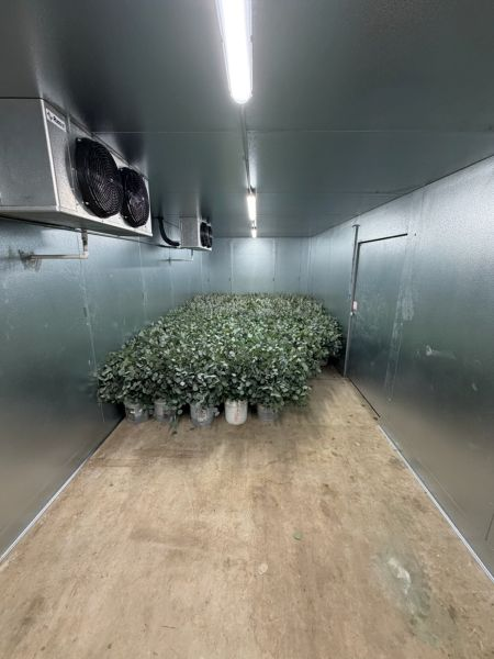 Fresh Eucalyptus being loaded in Truck | Suncoast Botanicals