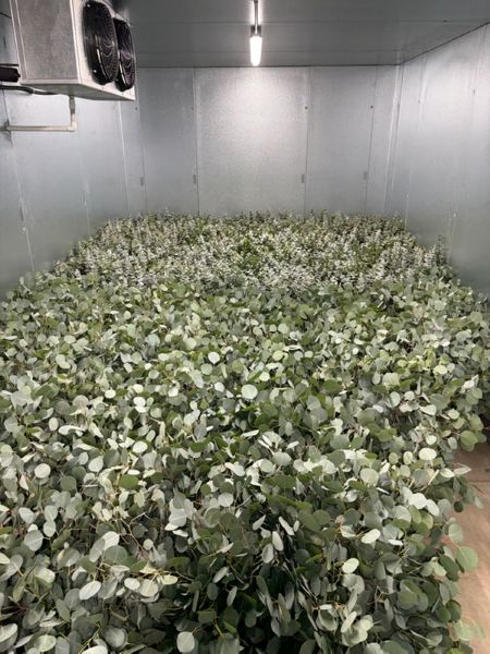 Eucalyptus - Freshly Cut and Shipped | Suncoast Botanicals