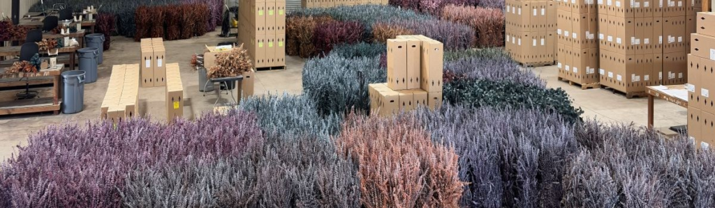 Preserved Eucalyptus Warehouse | Suncoast Botanicals